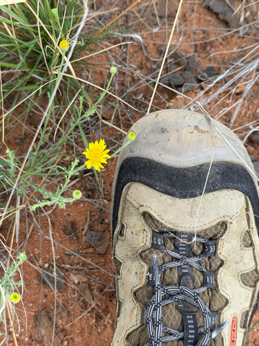 Annual Bristleweed (Xanthisma gracile)