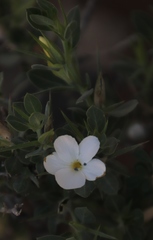 Barleria stimulans