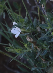 Barleria stimulans