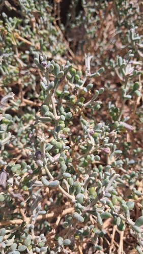 Tetraena gaetula