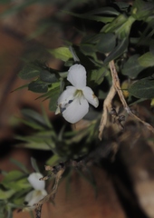 Barleria stimulans