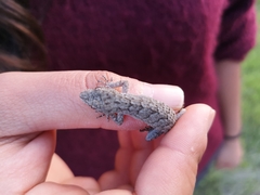 Mediodactylus orientalis