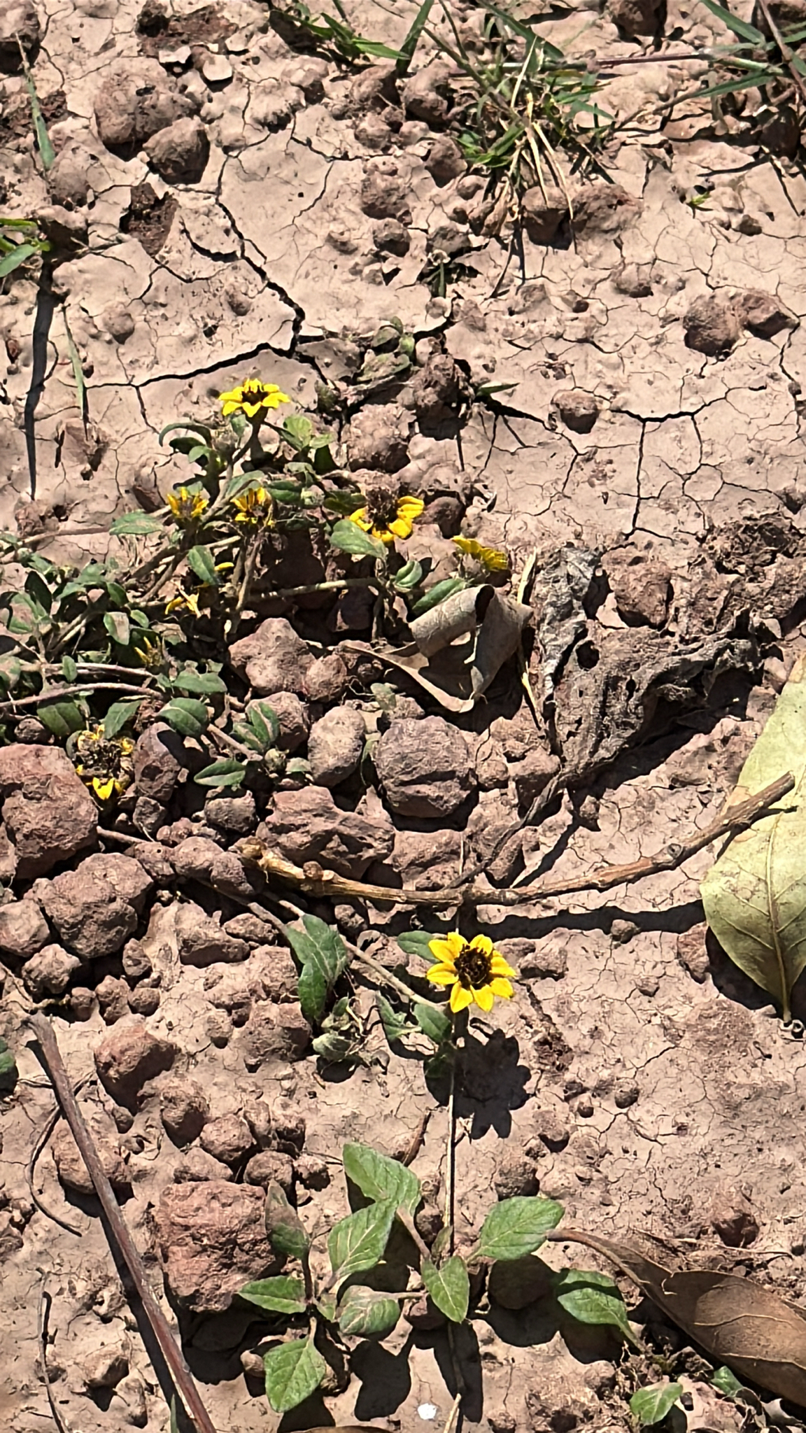 Mexican Creeping Zinnia (Sanvitalia procumbens)
