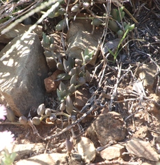 Curio radicans