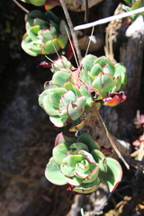 Echeveria nodulosa
