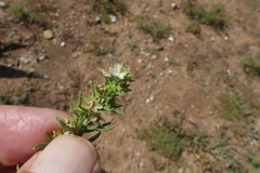 Teucrium africanum