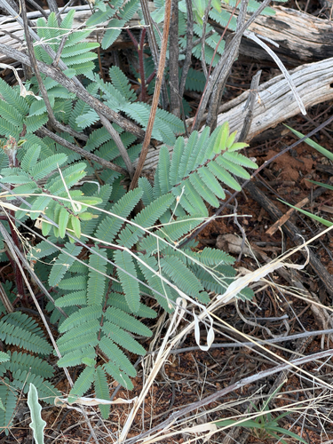 Prairie Acacia (Acaciella angustissima)
