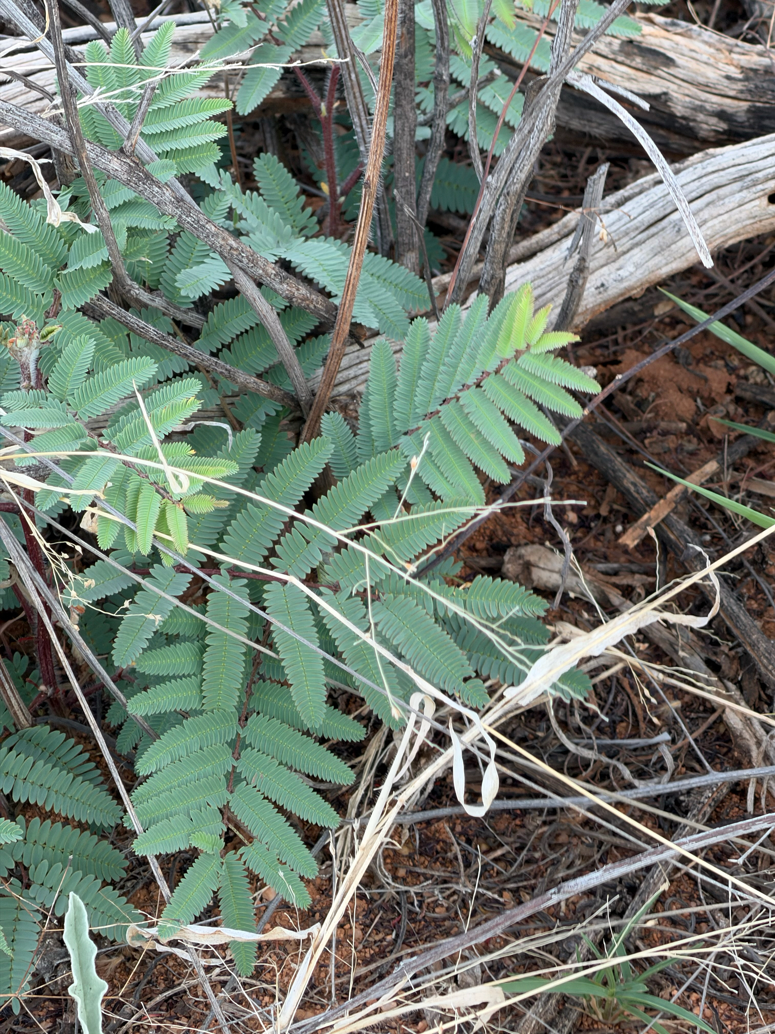 Prairie Acacia (Acaciella angustissima)