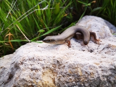 Heremites vittatus