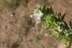 Teucrium africanum