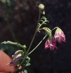 Hermannia grandiflora