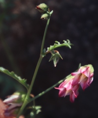 Hermannia grandiflora