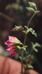 Hermannia grandiflora