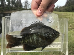 Lepomis macrochirus purpurascens
