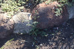 Hermannia grandiflora