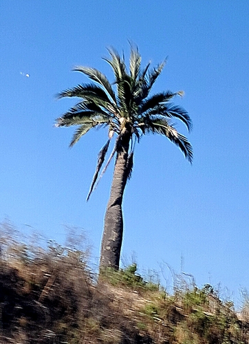 Jubaea (Jubaea chilensis)