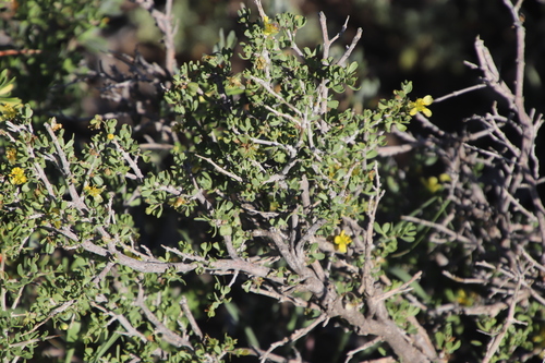 Image of Roepera lichtensteiniana by (c) Tony Rebelo, some rights reserved (CC BY-SA)