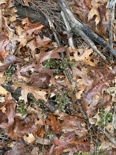 bearberry