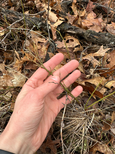 lowbush blueberry