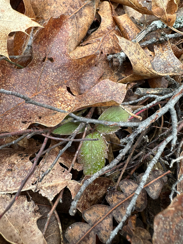 Virginia strawberry