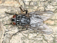 Diptera