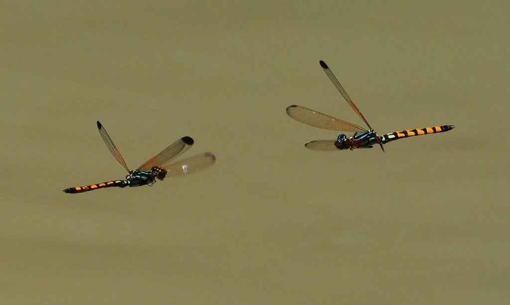 Libellago asclepiades (Libellago asclepiades)