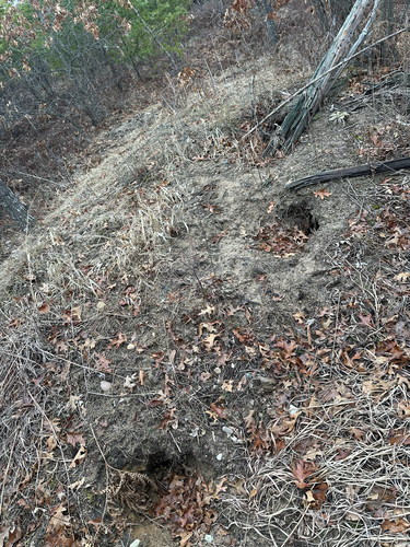 American Badger
