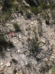 Tritoniopsis triticea