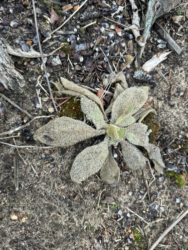 great mullein