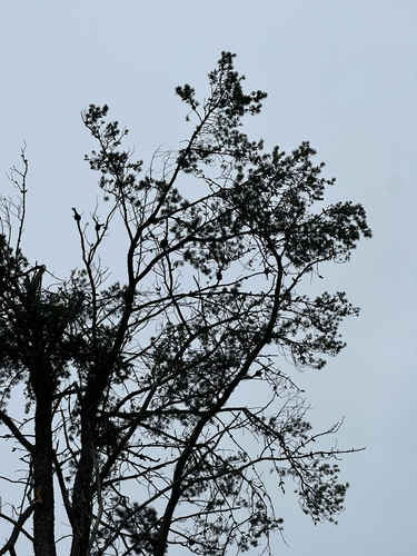 Jack pine