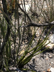 Tritoniopsis triticea