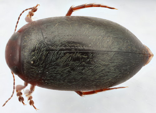 Hydroporus pseudoniger