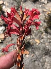 Tritoniopsis triticea