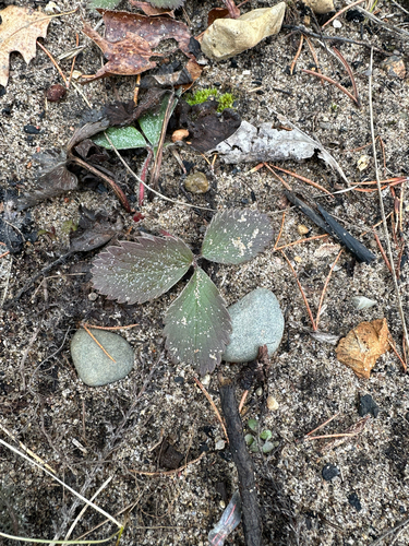 Virginia strawberry