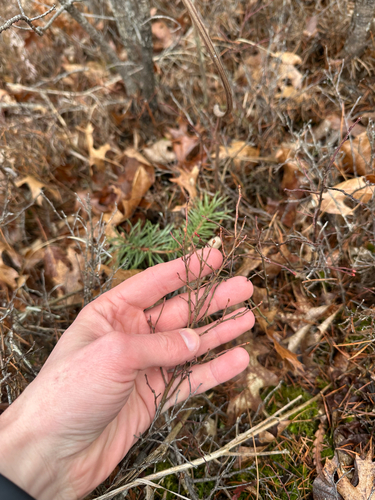 lowbush blueberry