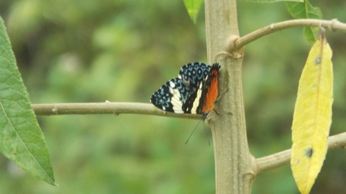 Red Cracker