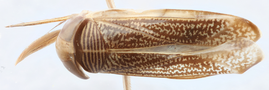 Sigara mississippiensis