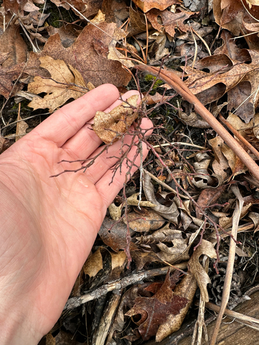 lowbush blueberry