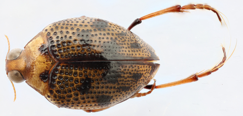 Peltodytes dunavani