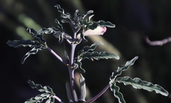 Sesamum triphyllum