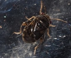 Coridromius chenopoderis