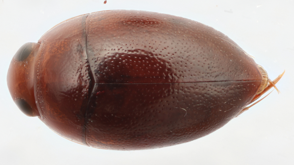 Suphisellus gibbulus