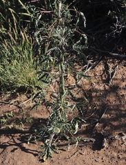 Sesamum triphyllum