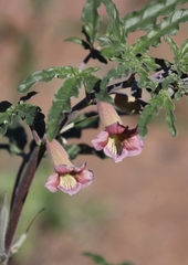 Sesamum triphyllum