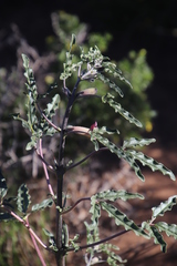 Sesamum triphyllum