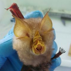 Rhinolophus trifoliatus