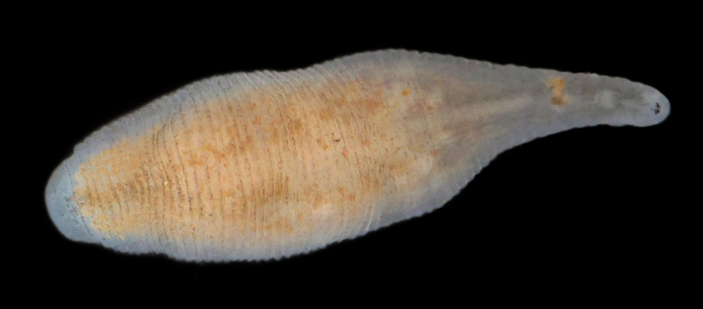 Helobdella modesta