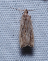 Helcystogramma hystricella