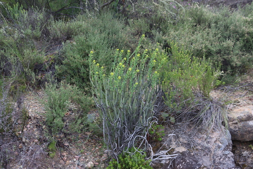 Yellow Milkbush (Euphorbia mauritanica)