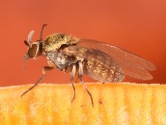 Simuliidae